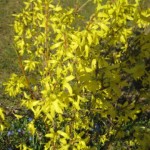 forsythian-blommar