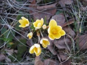 gula-krokus-1-april-09
