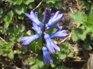 julhyacinten-blommar-igen