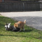 kattbus-pa-graset-1