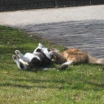 kattbus-pa-graset-2
