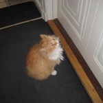 katten-utan-svans