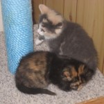 kattungarna