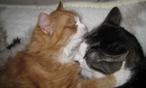 kram-min-kattvan-sager-wilma_edited