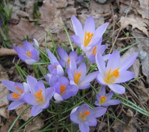 ljusbla-krokus-2-april-09