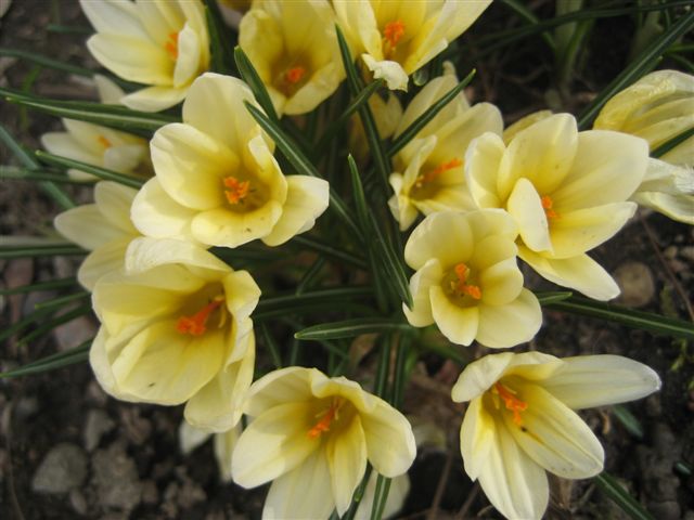 ljusgula-krokus