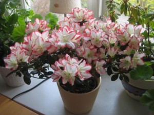 mammas-oerhort-vackra-azalea