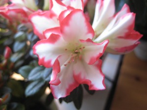 mammas-rodvita-azalea-slog-ut