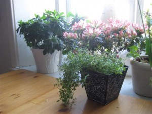mitt-fonster-med-mors-azalea