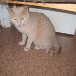 ovanlig-farg-pa-katt