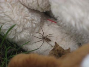 storre-bild-pa-spindeln