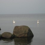svanar-i-havet