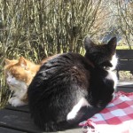 tva-katter-pa-bordet