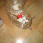 wilma-leker-med-kattleksak-fr-kattjouren