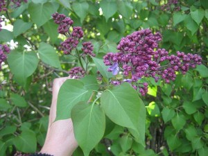 12-maj-borjade-syrenerna-sla-ut