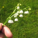 2-liljekonvaljer 2-liljekonvaljer