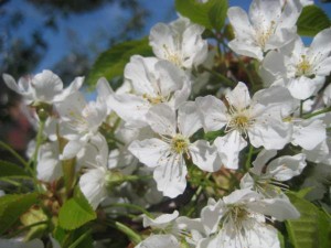 appelblom