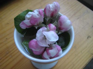 appelblom-i-aggkopp