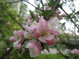 appelblom-pa-vart-maglemertrad