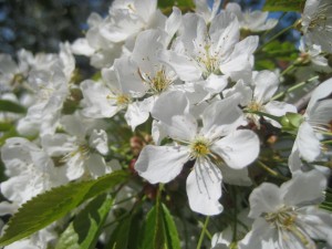 appelblom1