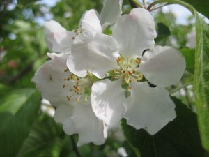 appelblom2 appelblom2