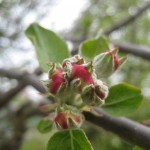 appelblomsknopp