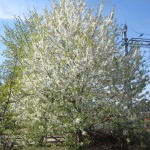 appeltradet-pa-baksidan-i-blom