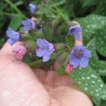 bla-blommor