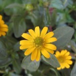 blomma-i-gult-kopt-idag
