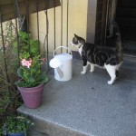 blommor-ute2