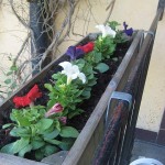 blommor-ute3