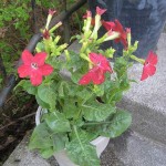 blommor-ute4