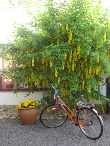 cykel-och-gullregn-i-vadstena