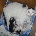 en-annan-kattmamma-med-annu-yngre-ungar