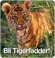 framsides_puff_tiger