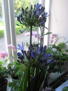 jakobs-blommor-fran-mormor-och-morfar