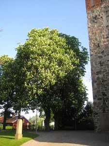 kastanj-vid-kyrkan