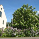 kastanjeblom-och-syren-i-vadstena