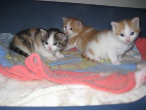 kattungar-pa-kattjouren-23-maj-09