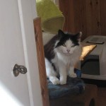 maja