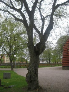 mastradet