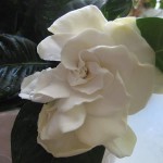 min-gardenia-blommar