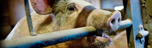 piggie_474565b