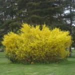 praktfull-forsythia
