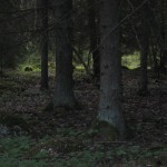 skogen-ar-hemlighetsfull