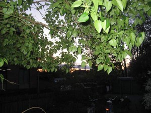 skymning-16-maj-09