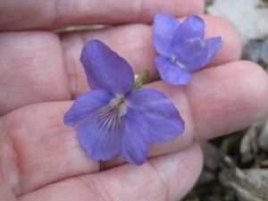 violer-i-min-hand