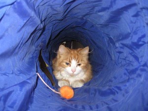 wilma-i-bla-tunneln