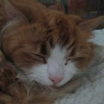 wilma-sussar
