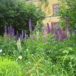 14 Lupingård